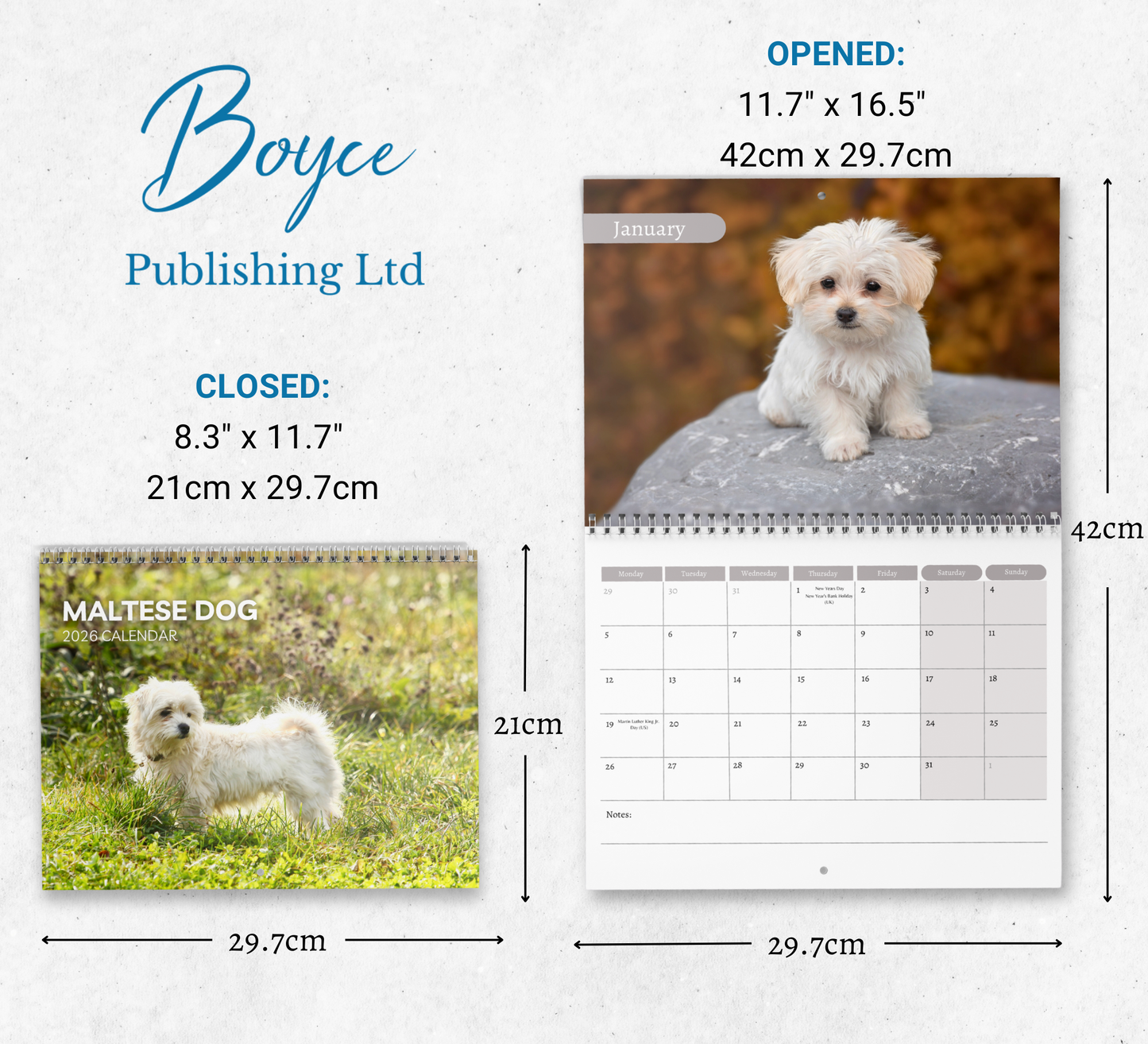 Maltese Dog Calendar 2026