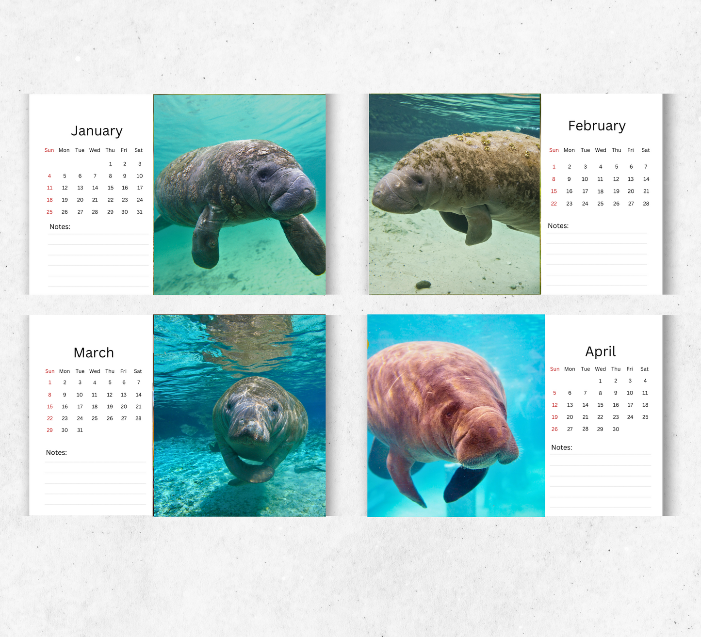 Manatee Desk Calendar 2026-2027