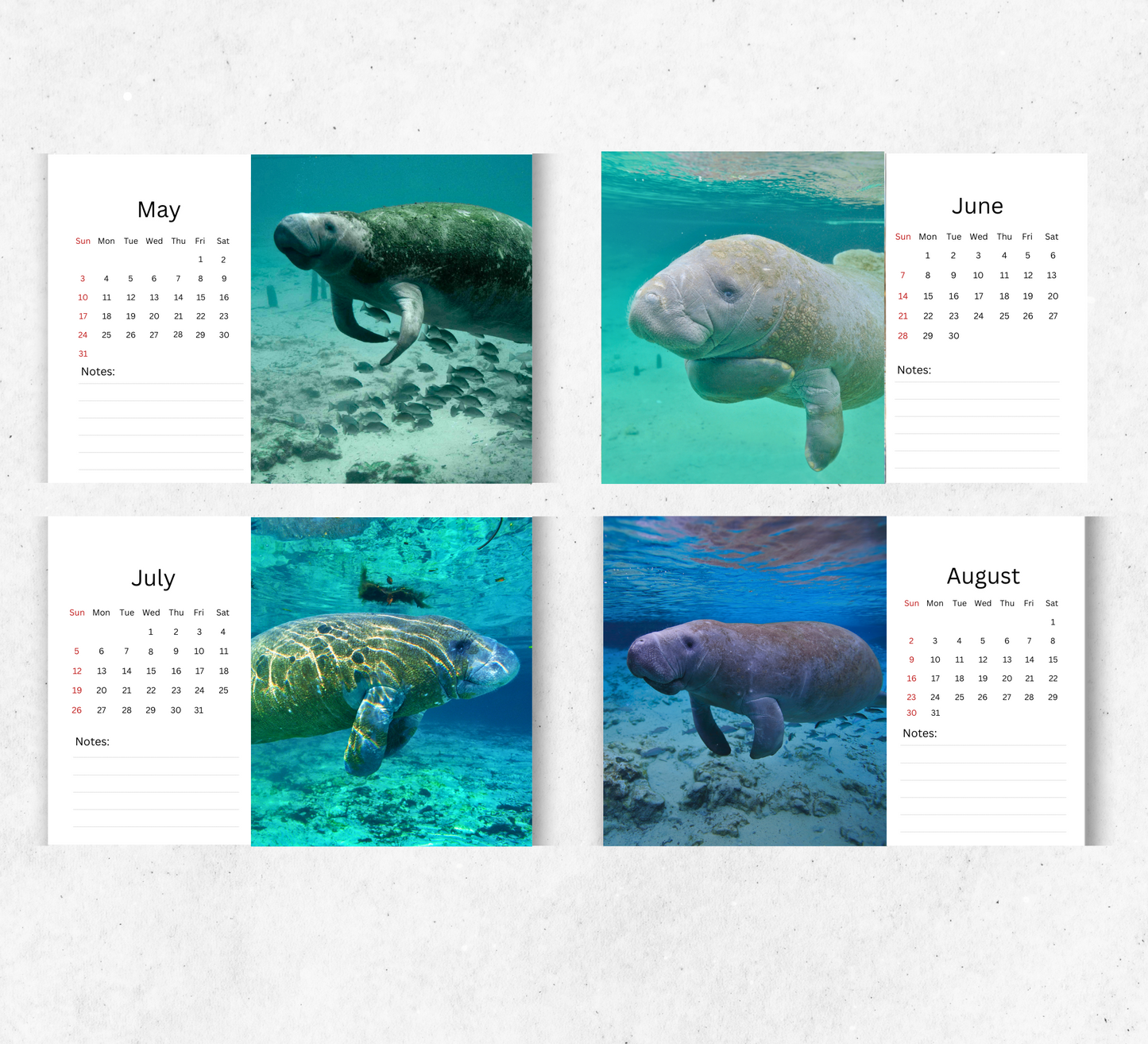 Manatee Desk Calendar 2026-2027