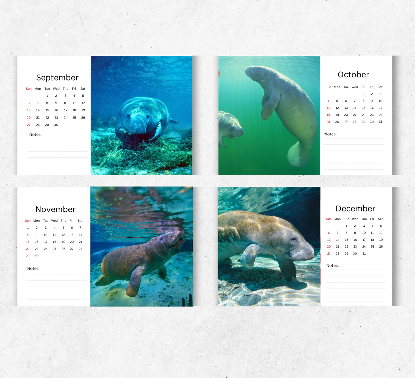 Manatee Desk Calendar 2026-2027