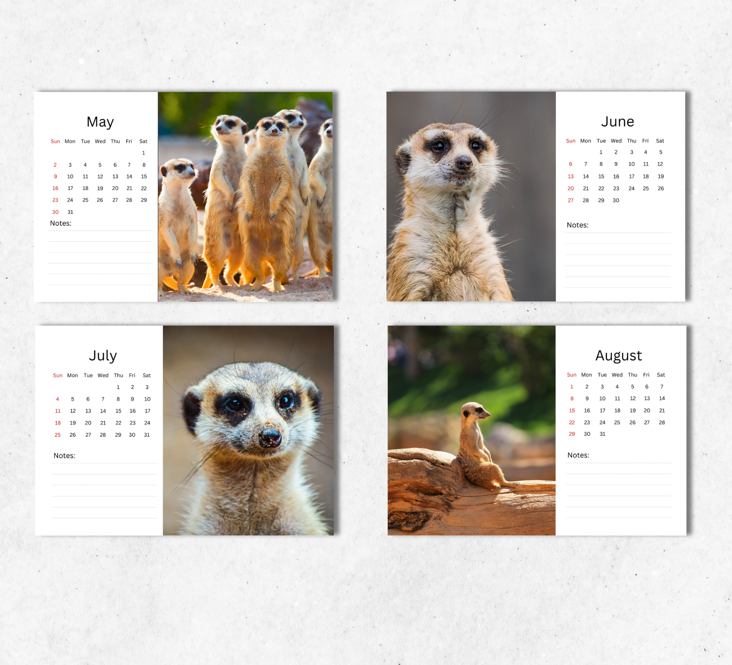 Meerkat Desk Calendar 2027-2028