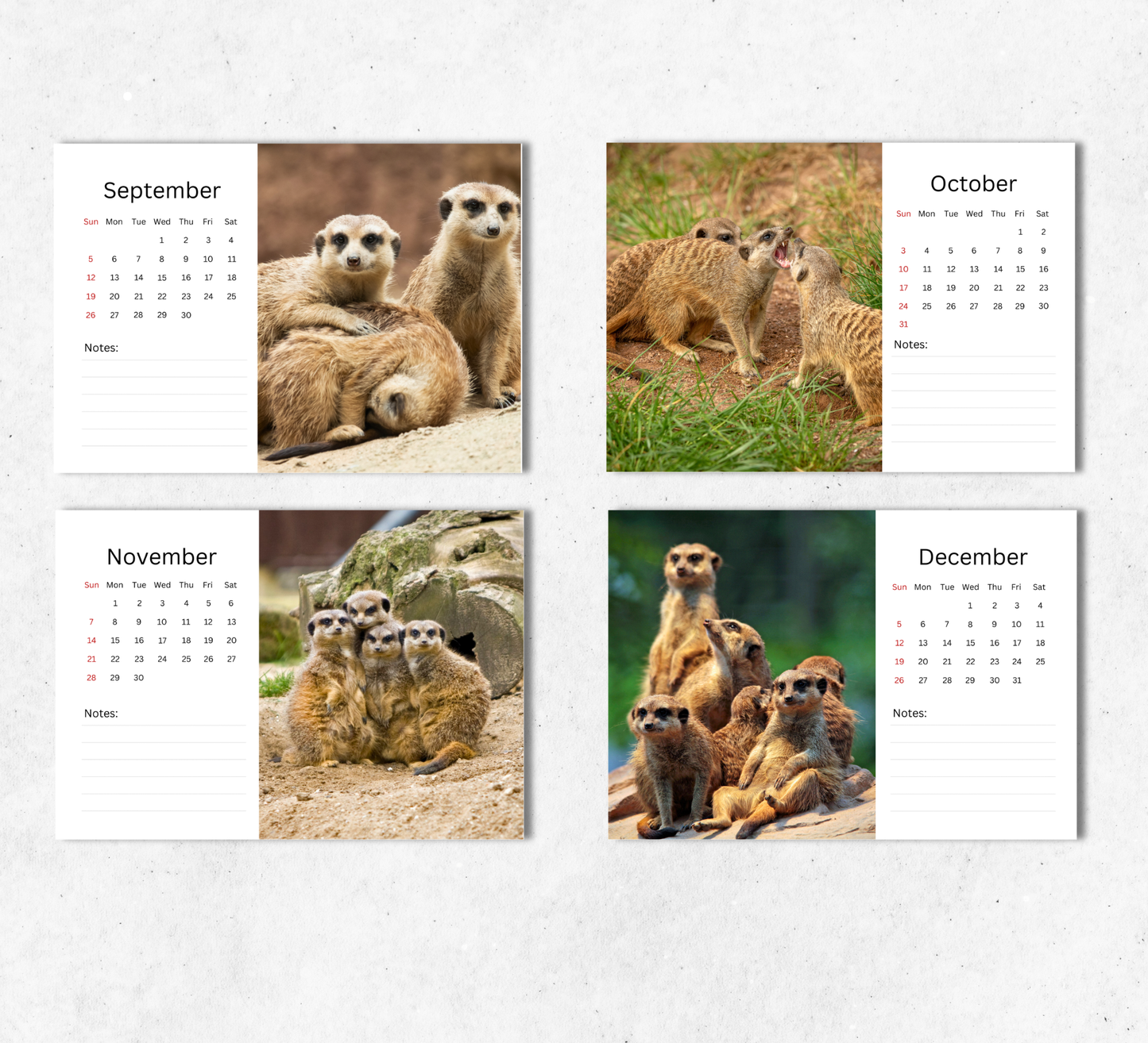 Meerkat Desk Calendar 2027-2028