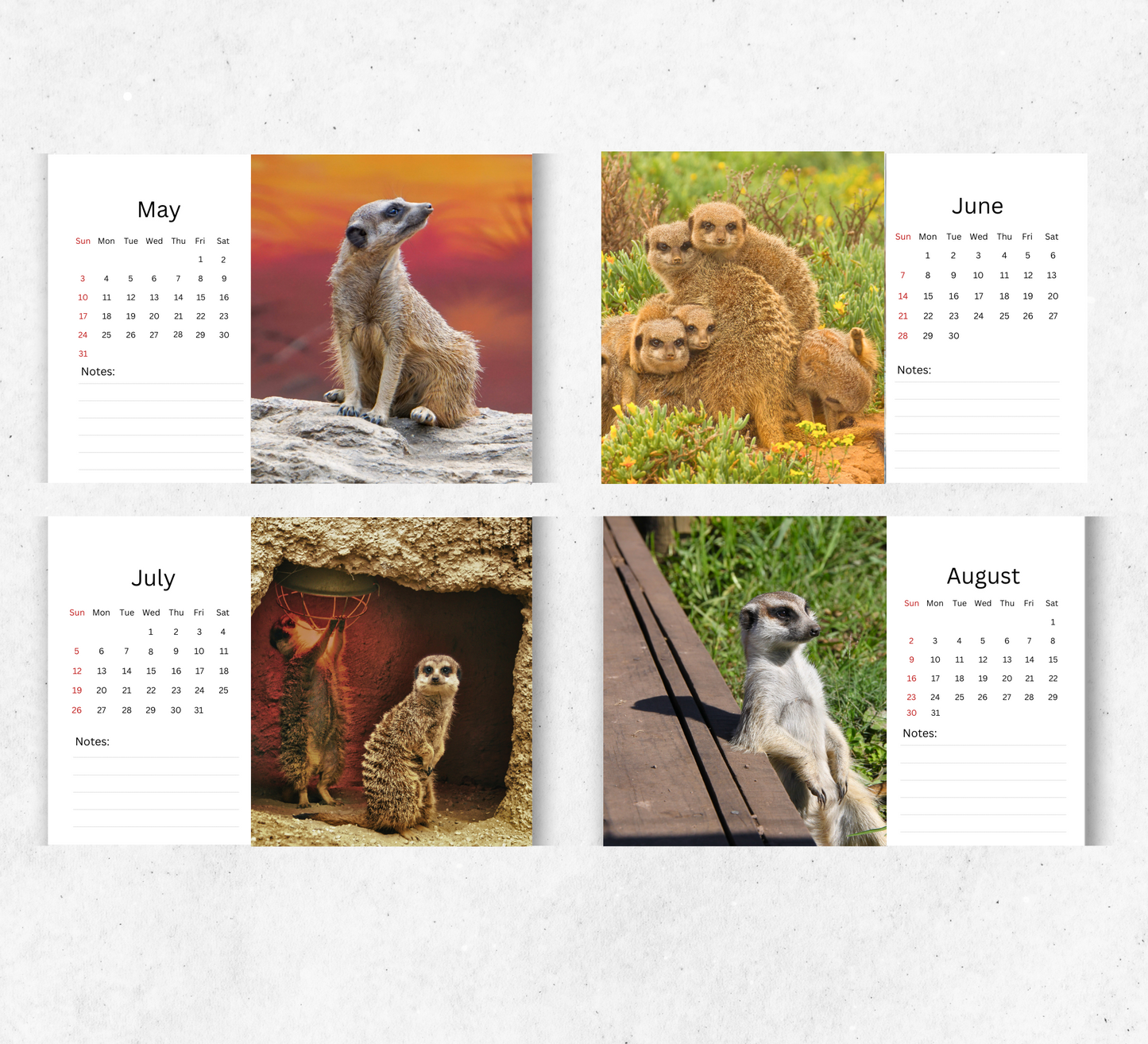 Meerkat Desk Calendar 2026-2027