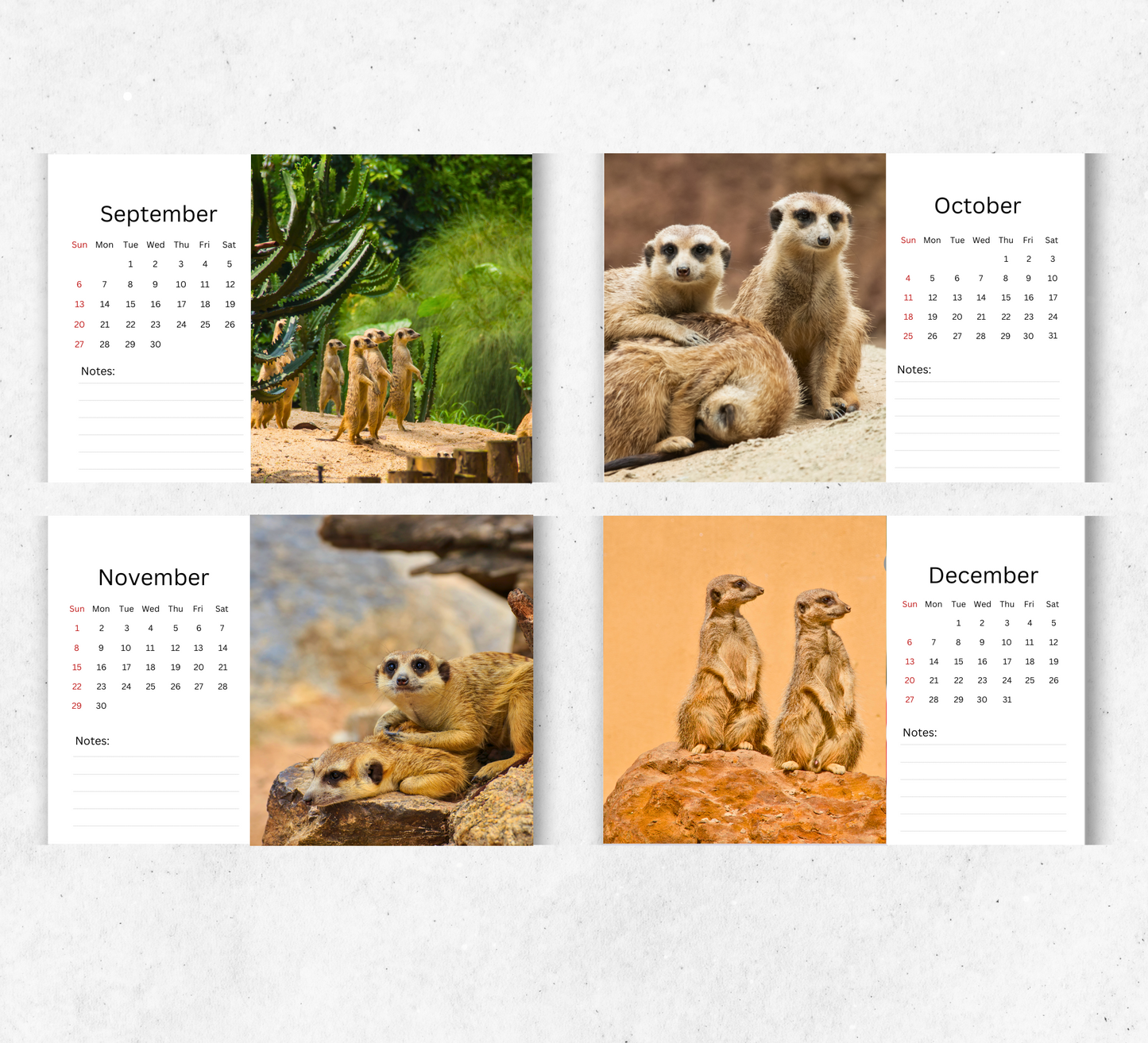 Meerkat Desk Calendar 2026-2027