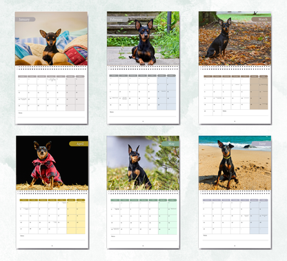 Miniature Pinscher Calendar 2027