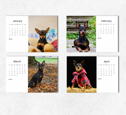 Miniature Pinscher Desk Calendar 2027-2028