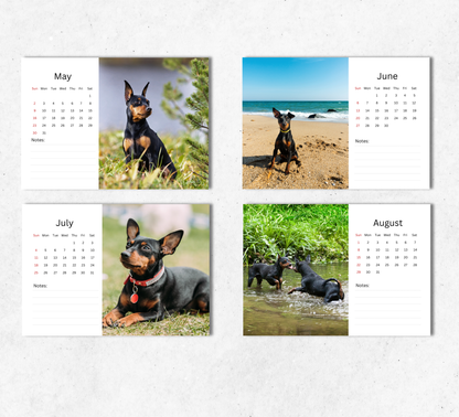 Miniature Pinscher Desk Calendar 2027-2028