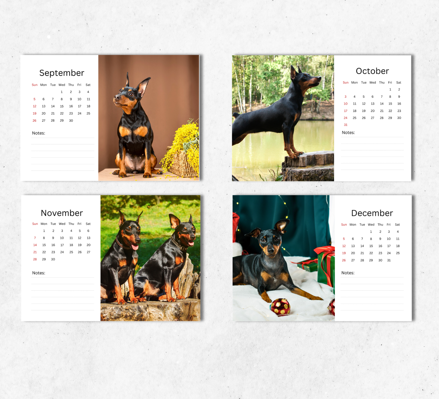 Miniature Pinscher Desk Calendar 2027-2028