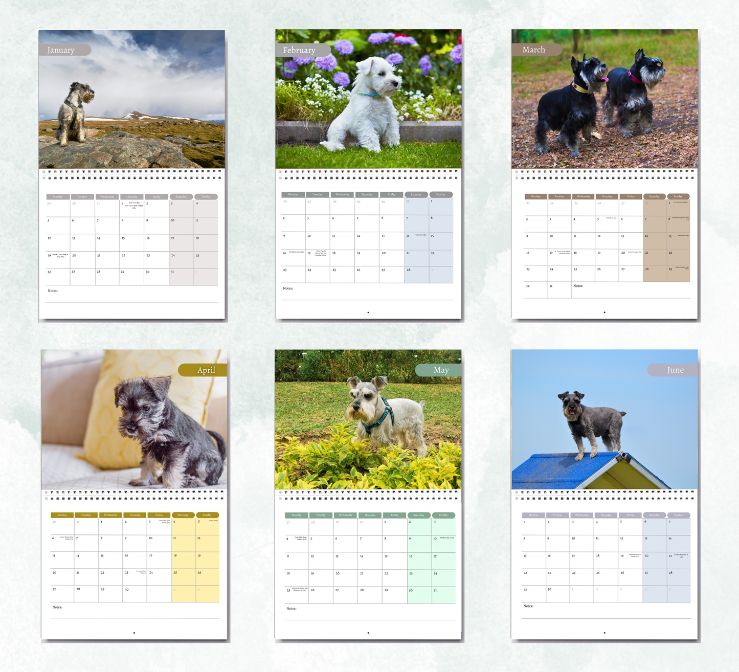 Miniature Schnauzer Calendar 2027