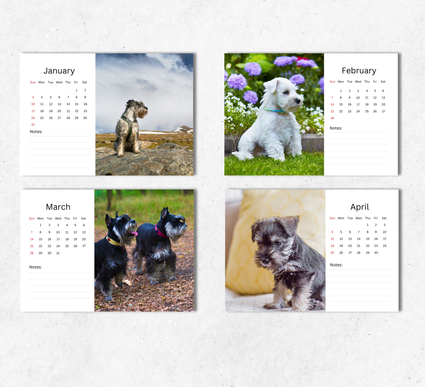 Miniature Schnauzer Desk Calendar 2027-2028