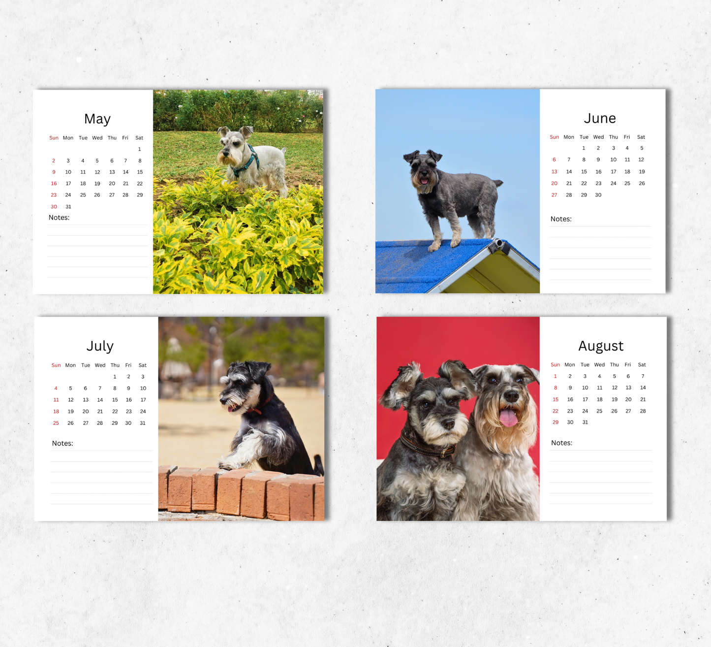 Miniature Schnauzer Desk Calendar 2027-2028