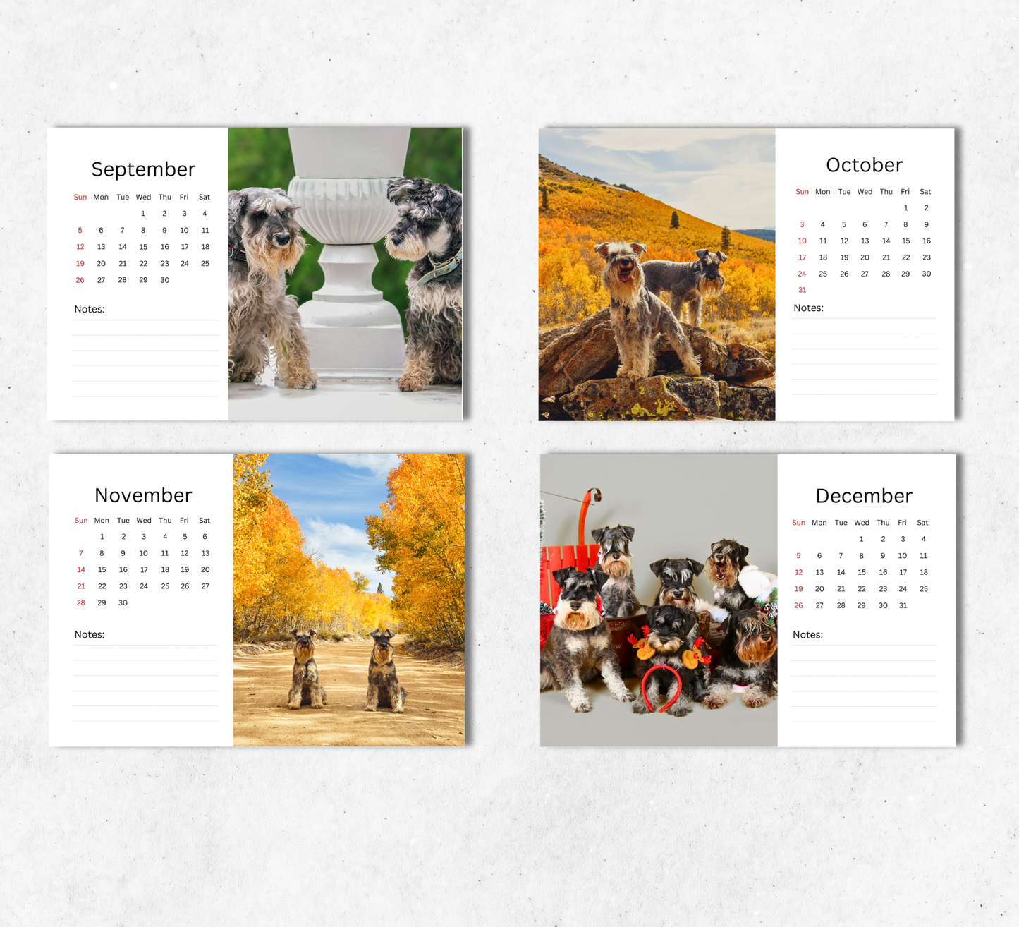 Miniature Schnauzer Desk Calendar 2027-2028