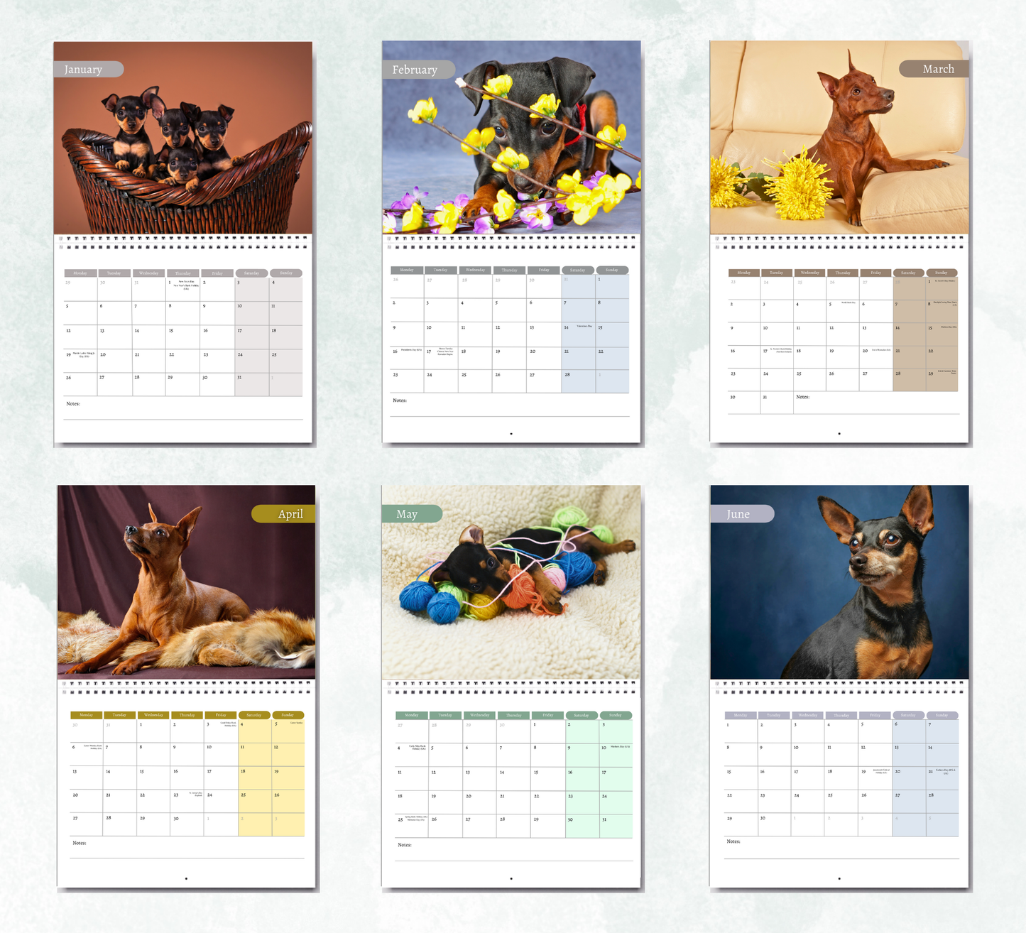 Miniature Pinscher Calendar 2026