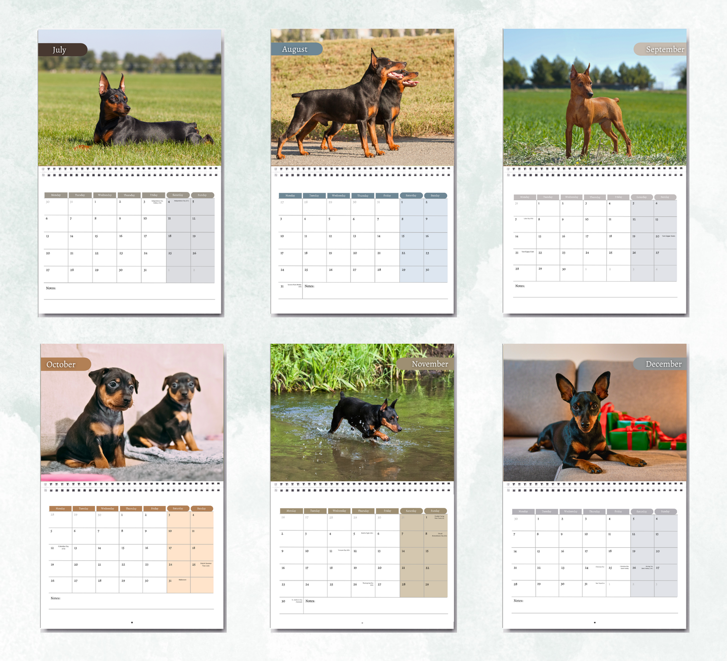 Miniature Pinscher Calendar 2026
