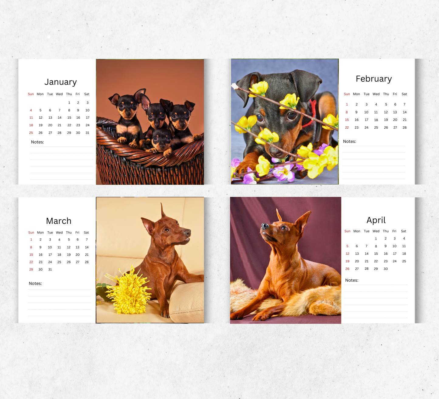 Miniature Pinscher Desk Calendar 2026-2027