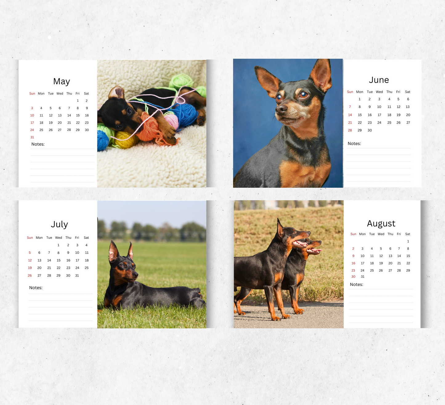 Miniature Pinscher Desk Calendar 2026-2027