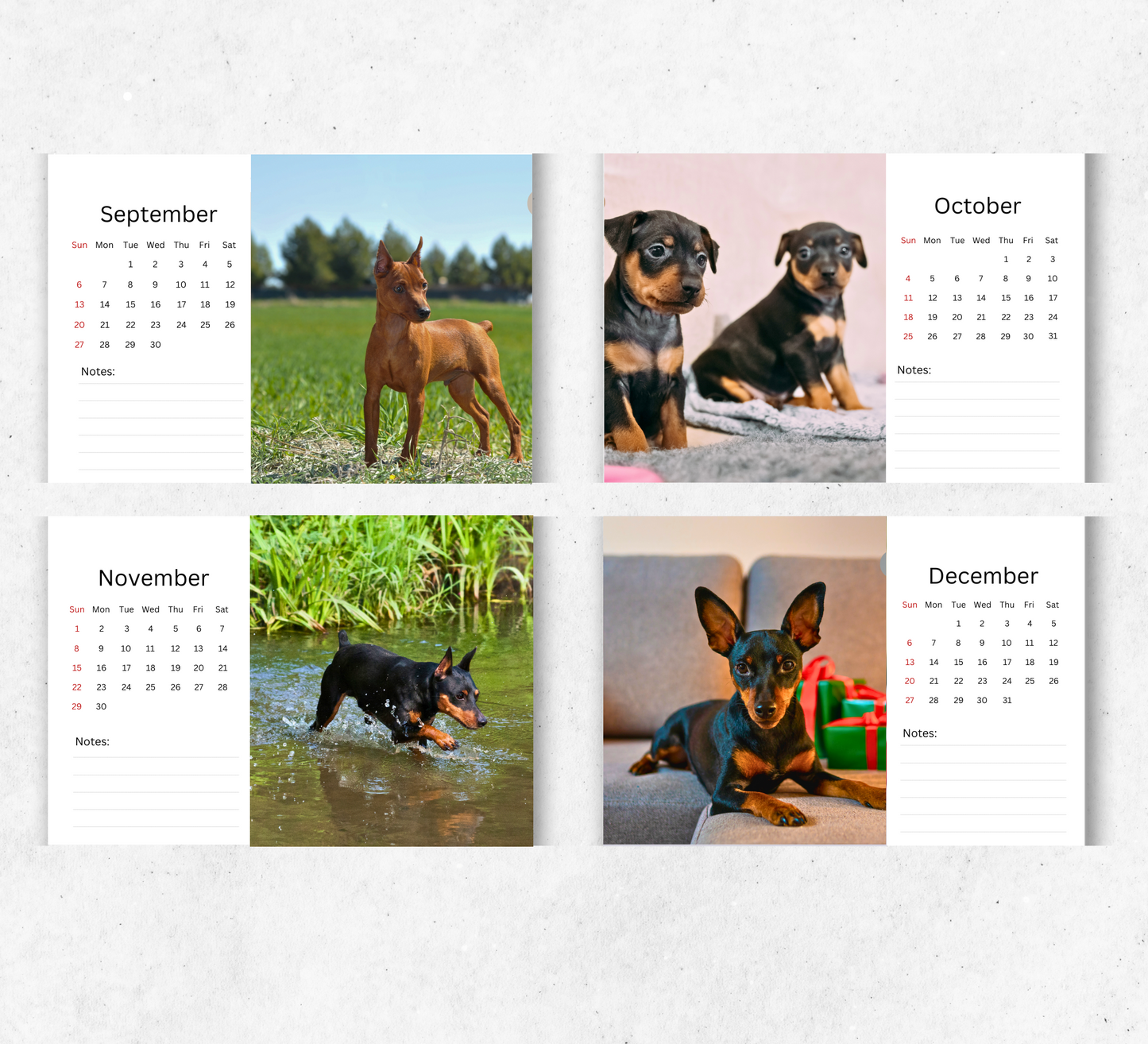 Miniature Pinscher Desk Calendar 2026-2027