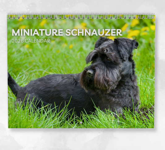 Miniature Schnauzer Calendar 2026