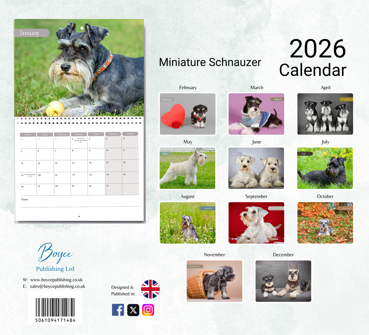 Miniature Schnauzer Calendar 2026