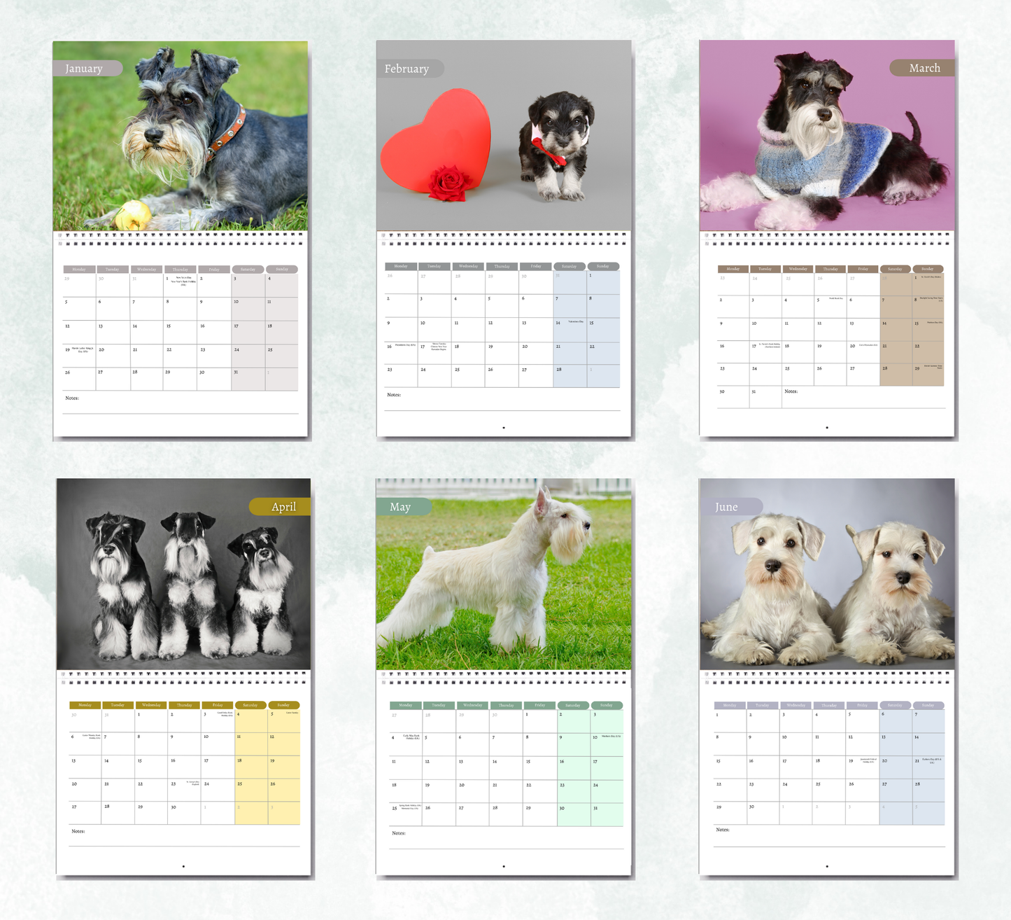 Miniature Schnauzer Calendar 2026