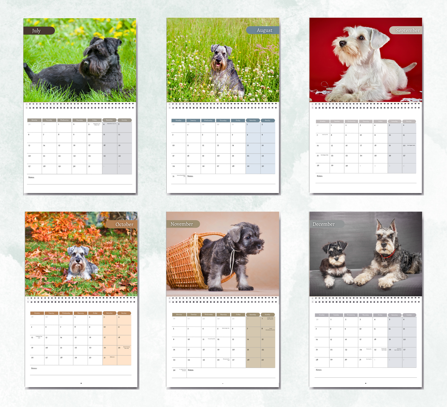 Miniature Schnauzer Calendar 2026