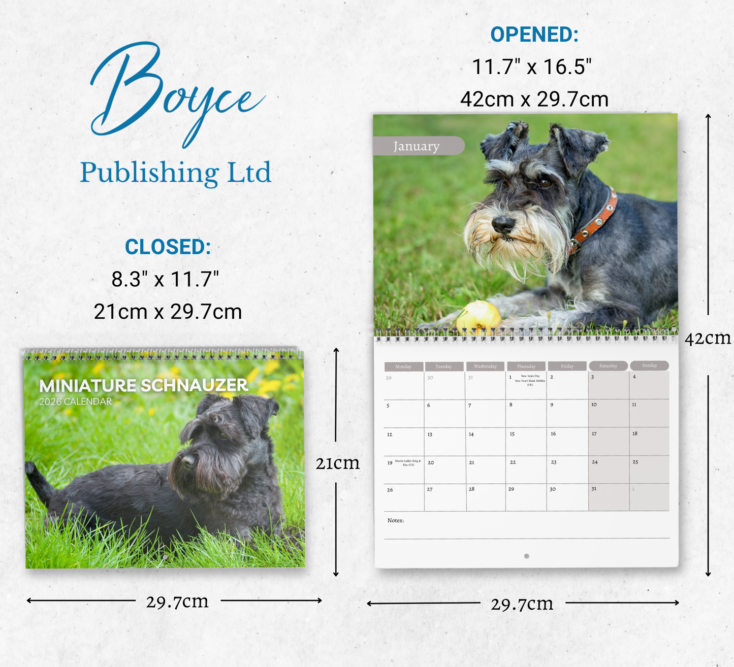 Miniature Schnauzer Calendar 2026