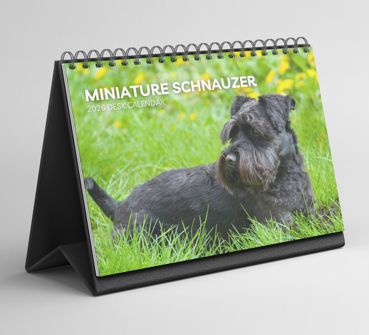 Miniature Schnauzer Desk Calendar 2026-2027