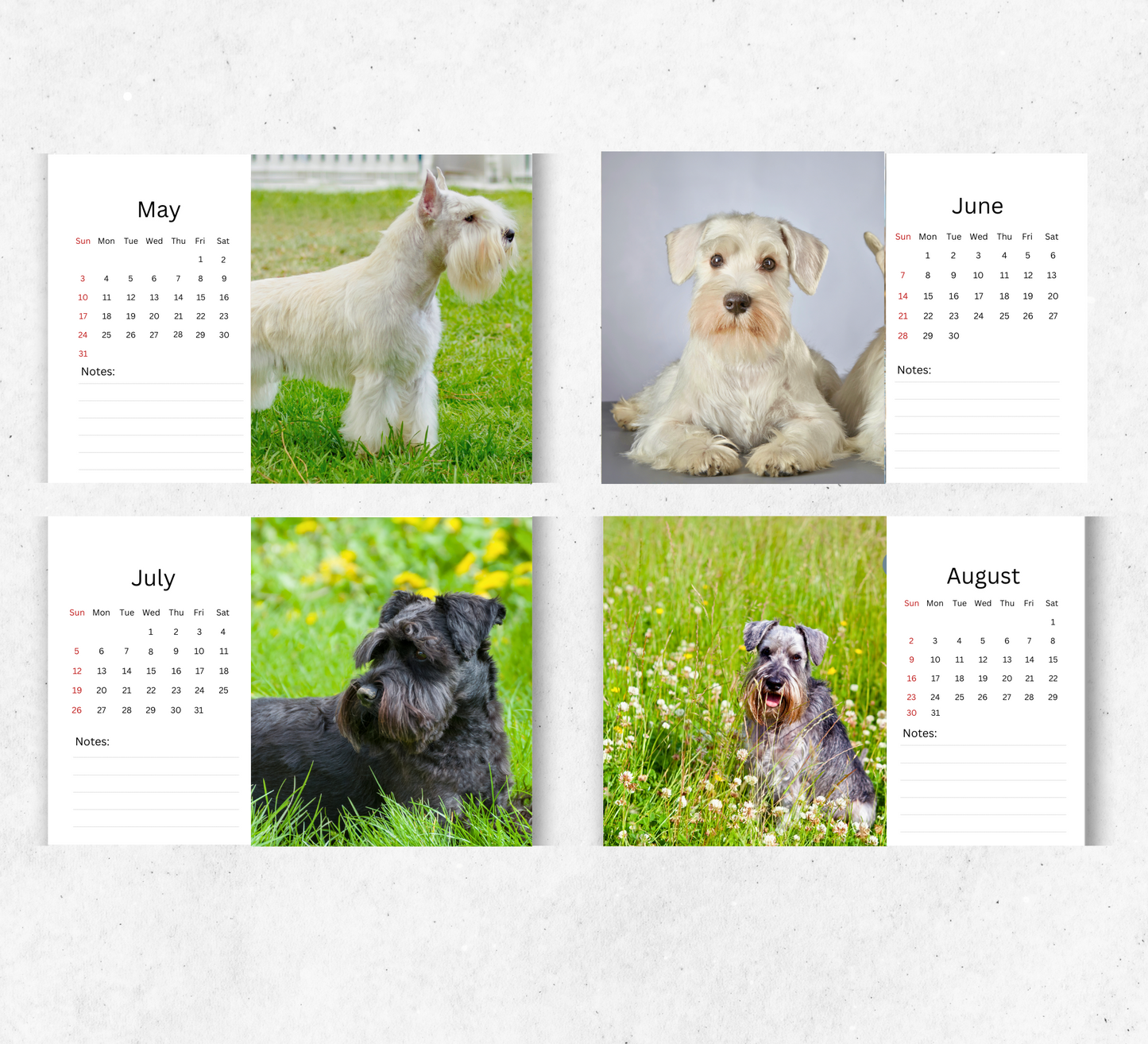 Miniature Schnauzer Desk Calendar 2026-2027