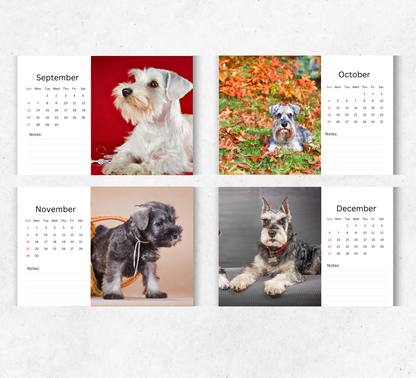 Miniature Schnauzer Desk Calendar 2026-2027