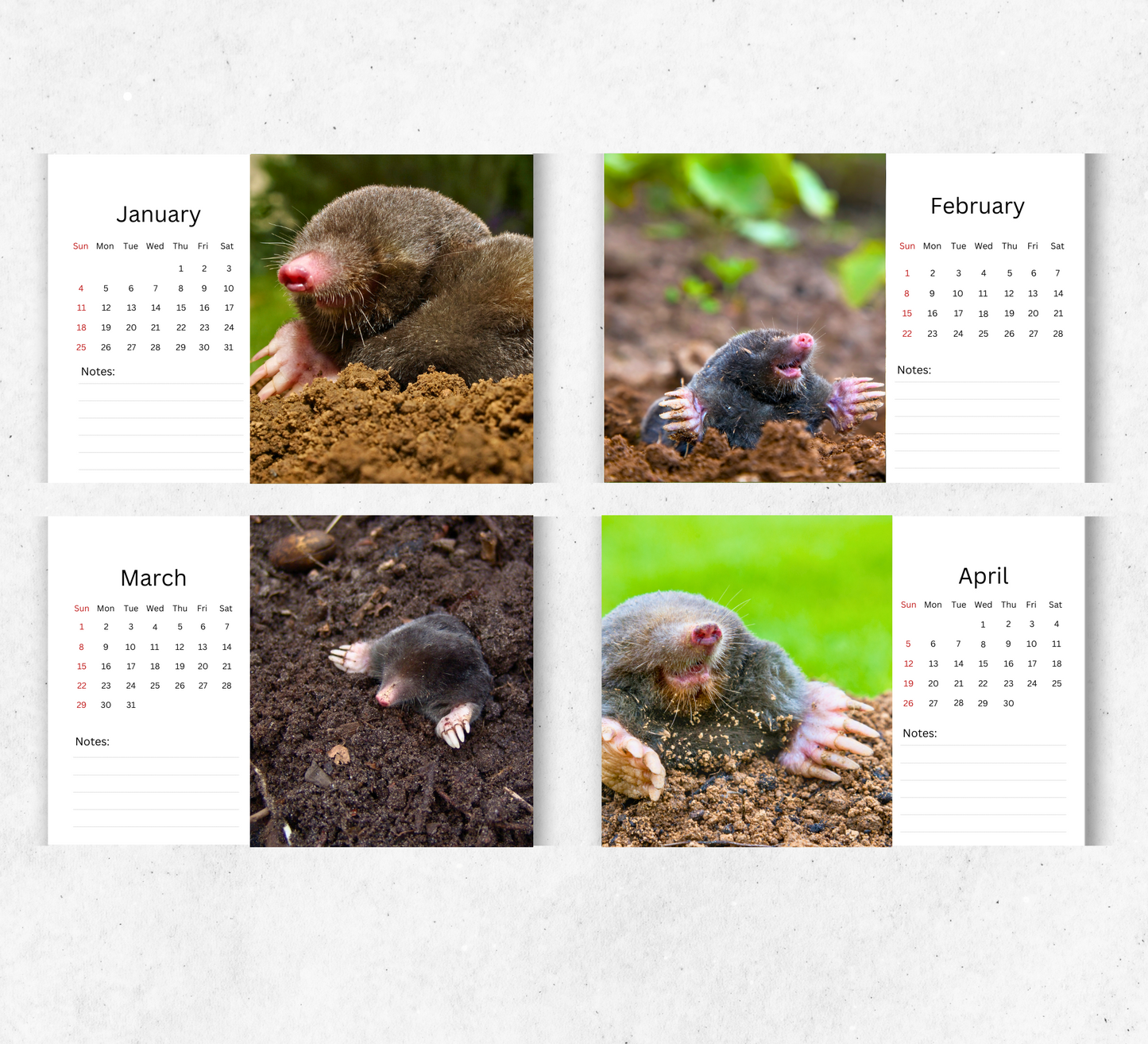 Mole Desk Calendar 2026-2027