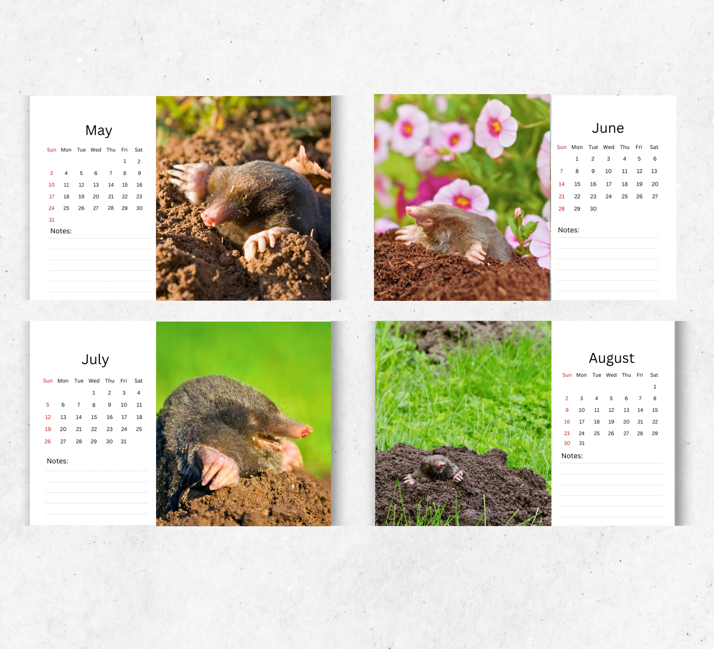 Mole Desk Calendar 2026-2027