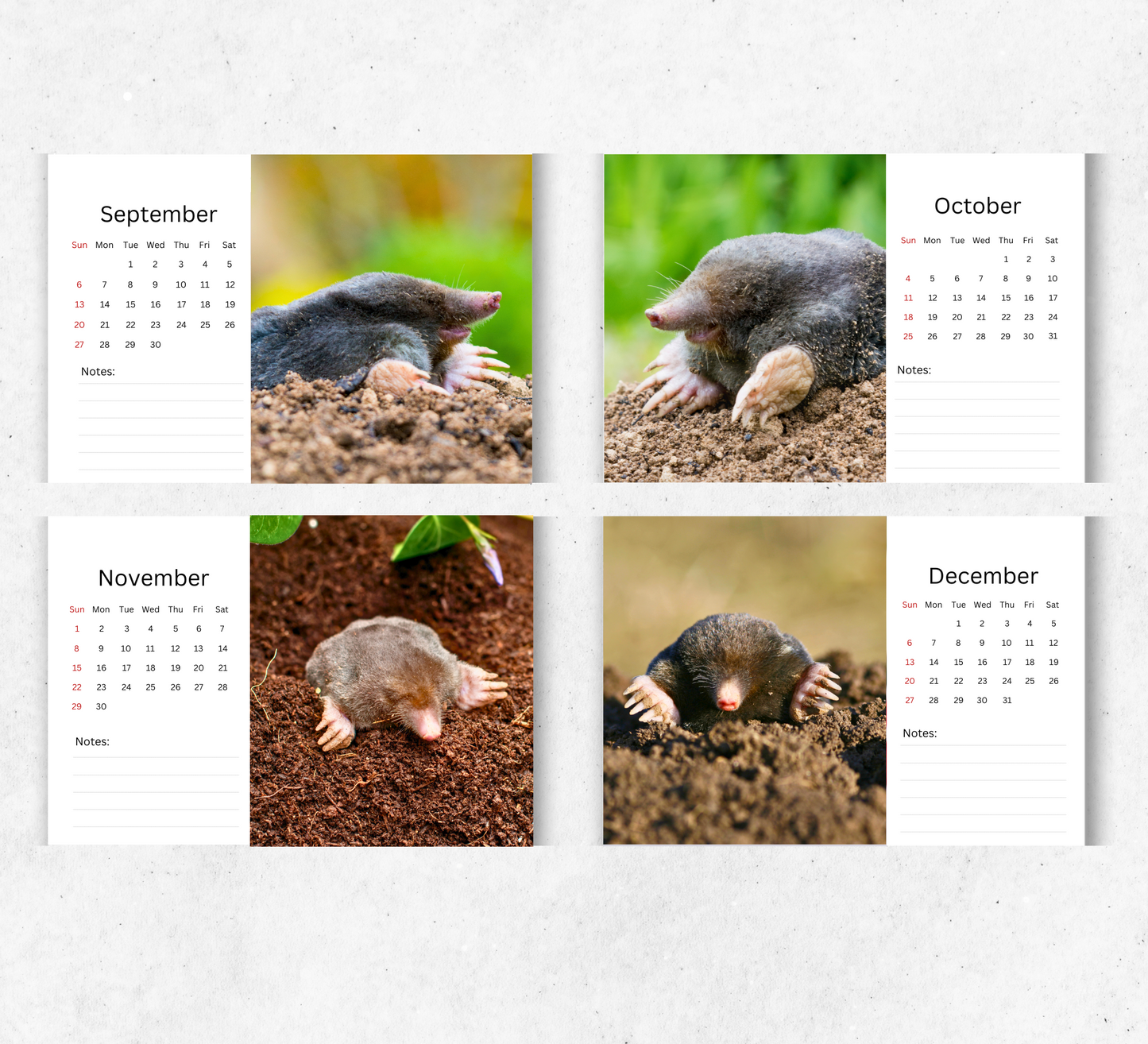 Mole Desk Calendar 2026-2027