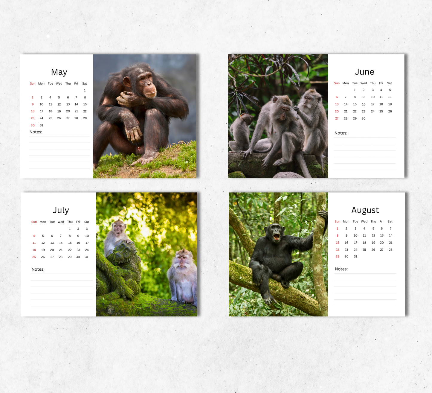 Monkey Desk Calendar 2027-2028