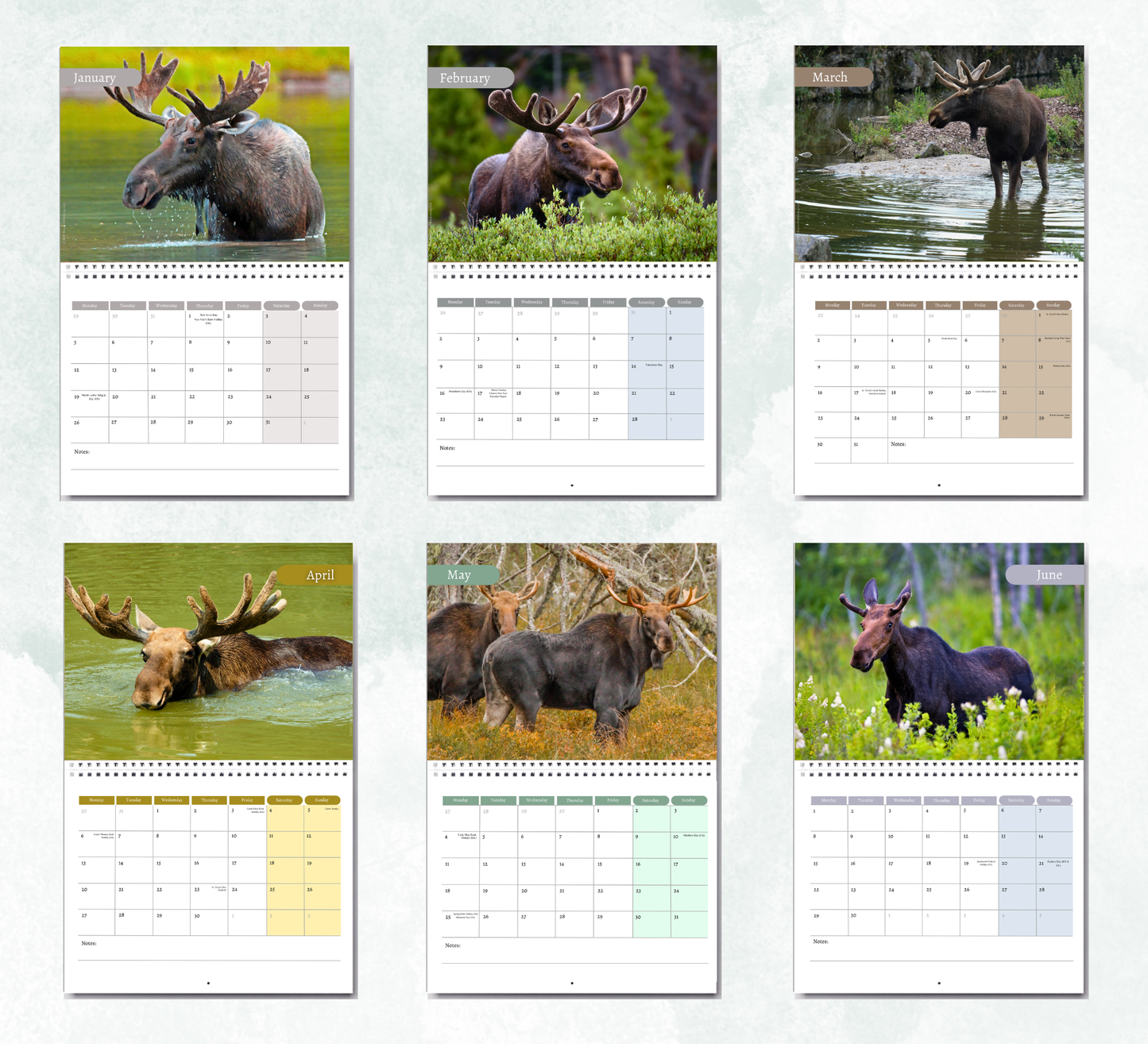 Moose Calendar 2027