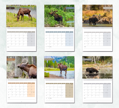 Moose Calendar 2027