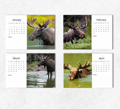 Moose Desk Calendar 2027-2028