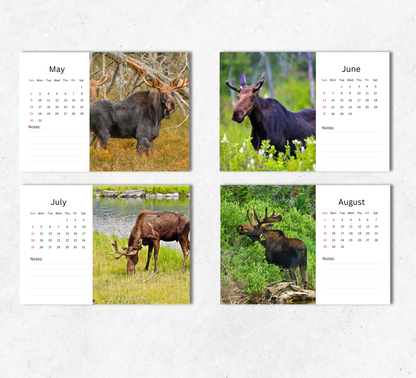 Moose Desk Calendar 2027-2028