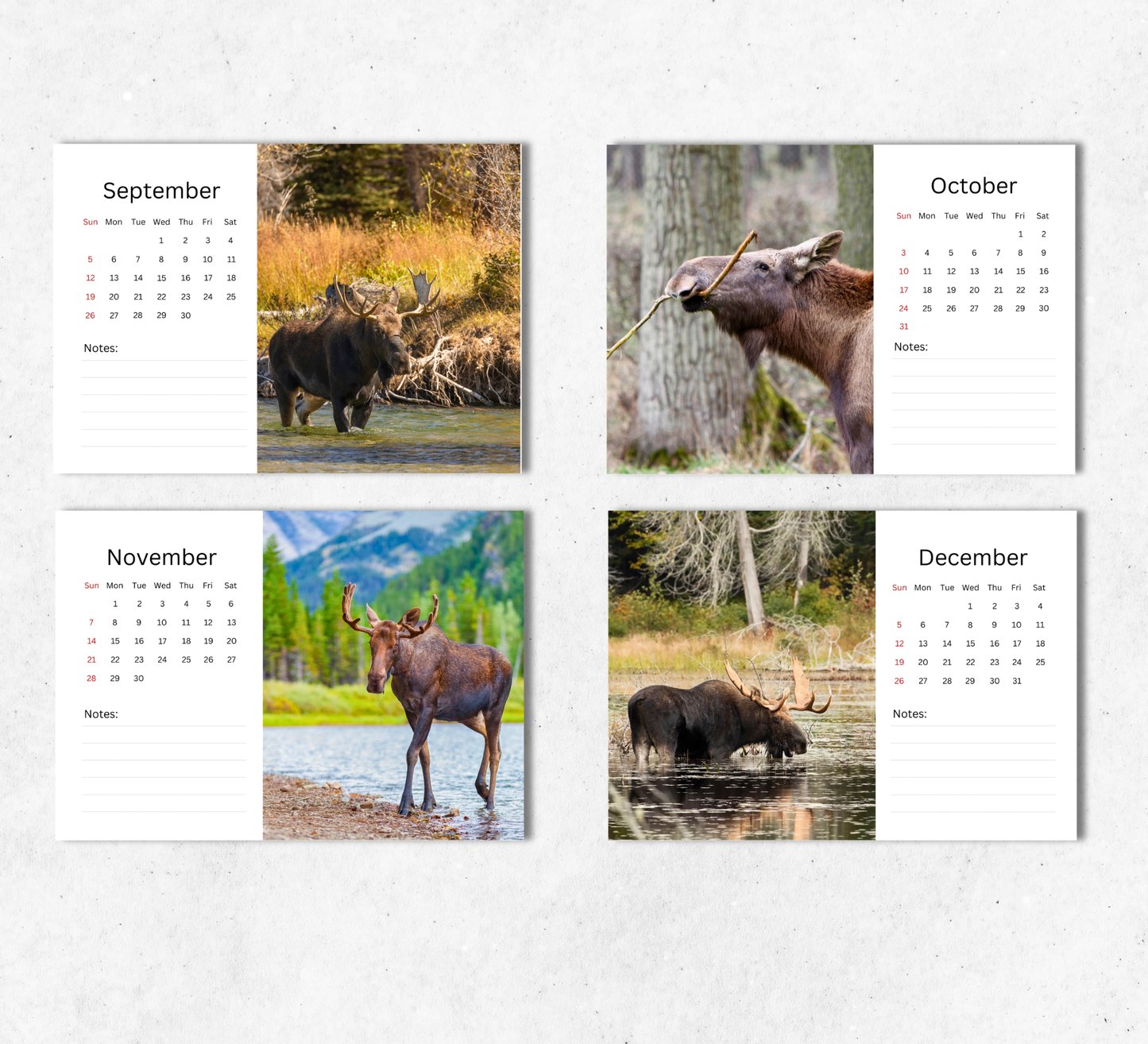 Moose Desk Calendar 2027-2028