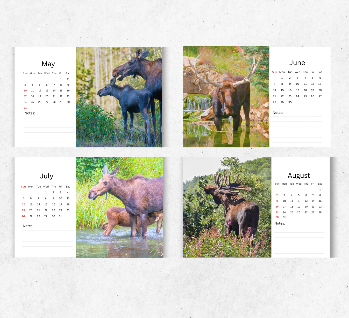 Moose Desk Calendar 2026-2027