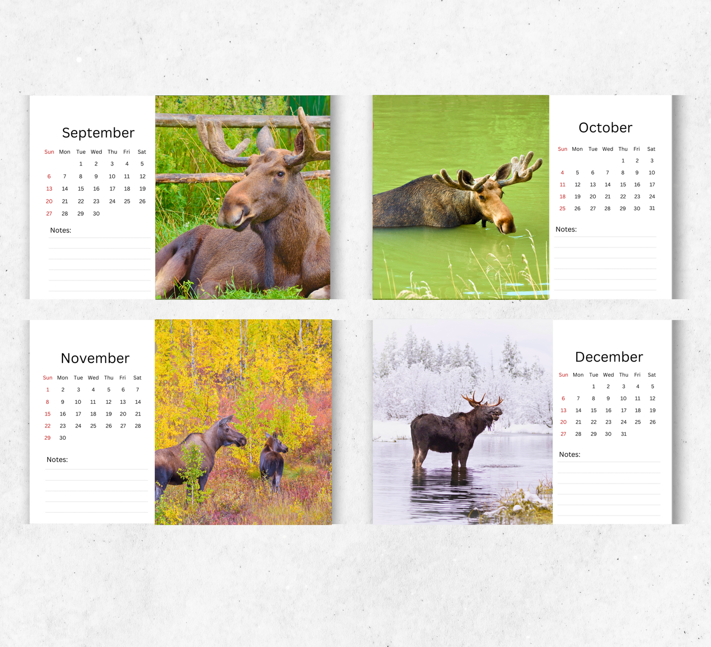 Moose Desk Calendar 2026-2027