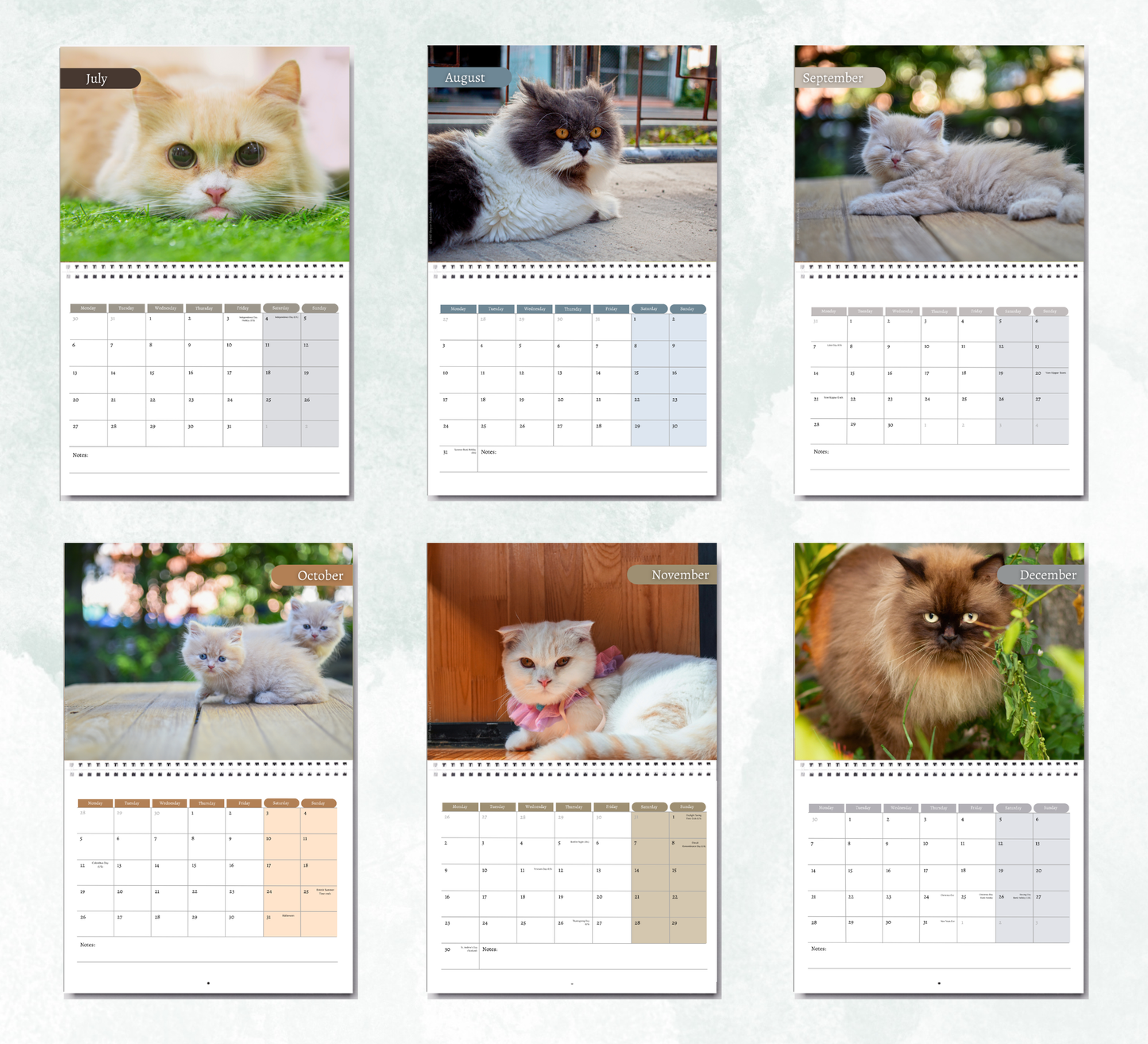 Munchkin Cat Calendar 2027