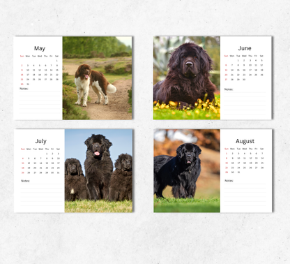 Newfoundland Desk Calendar 2027-2028