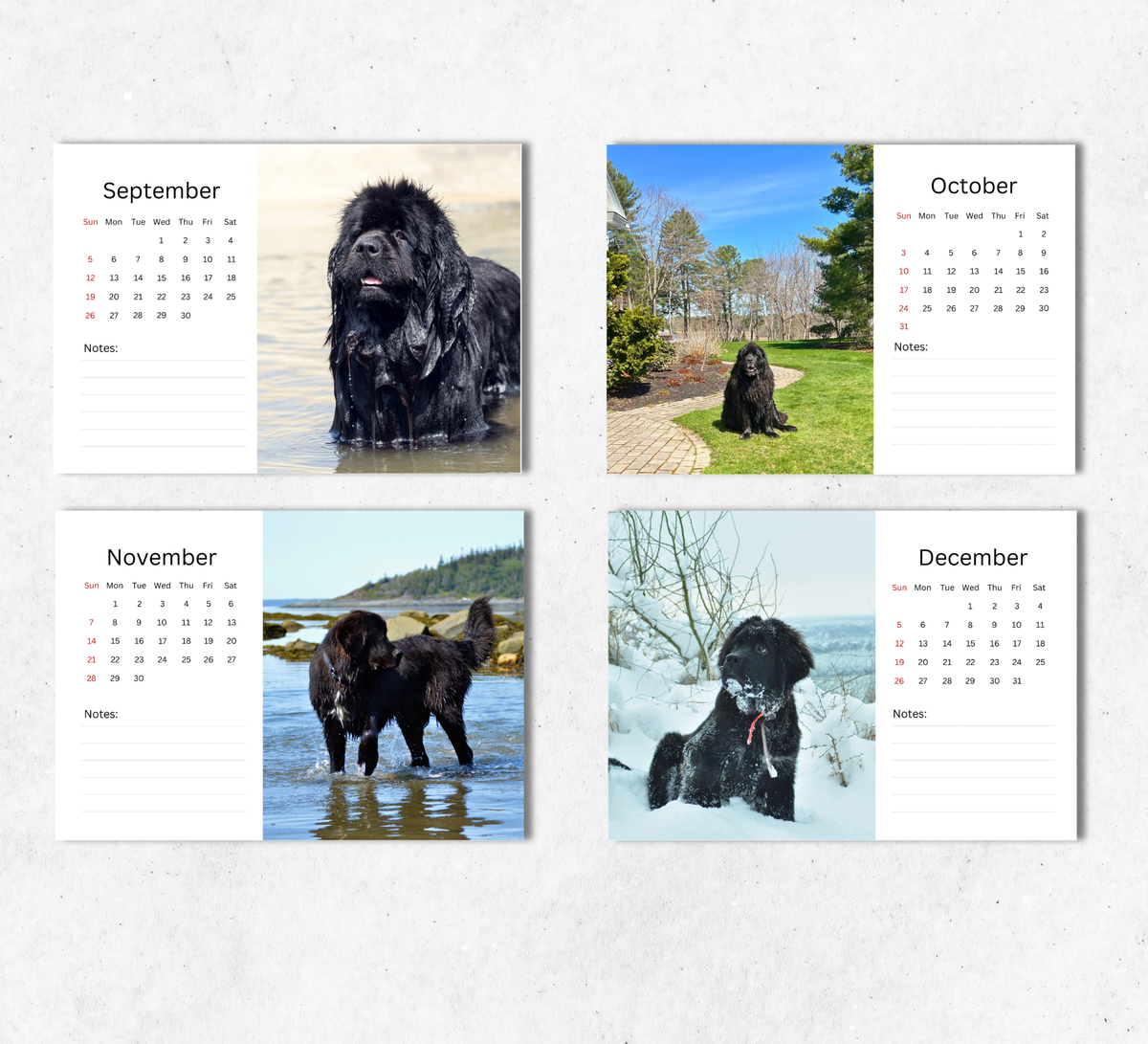 Newfoundland Desk Calendar 2027-2028