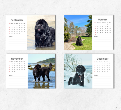 Newfoundland Desk Calendar 2027-2028