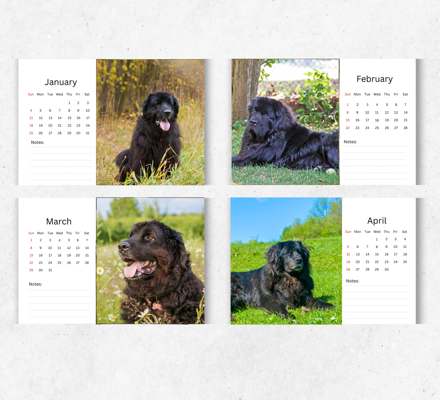 Newfoundland Desk Calendar 2026-2027