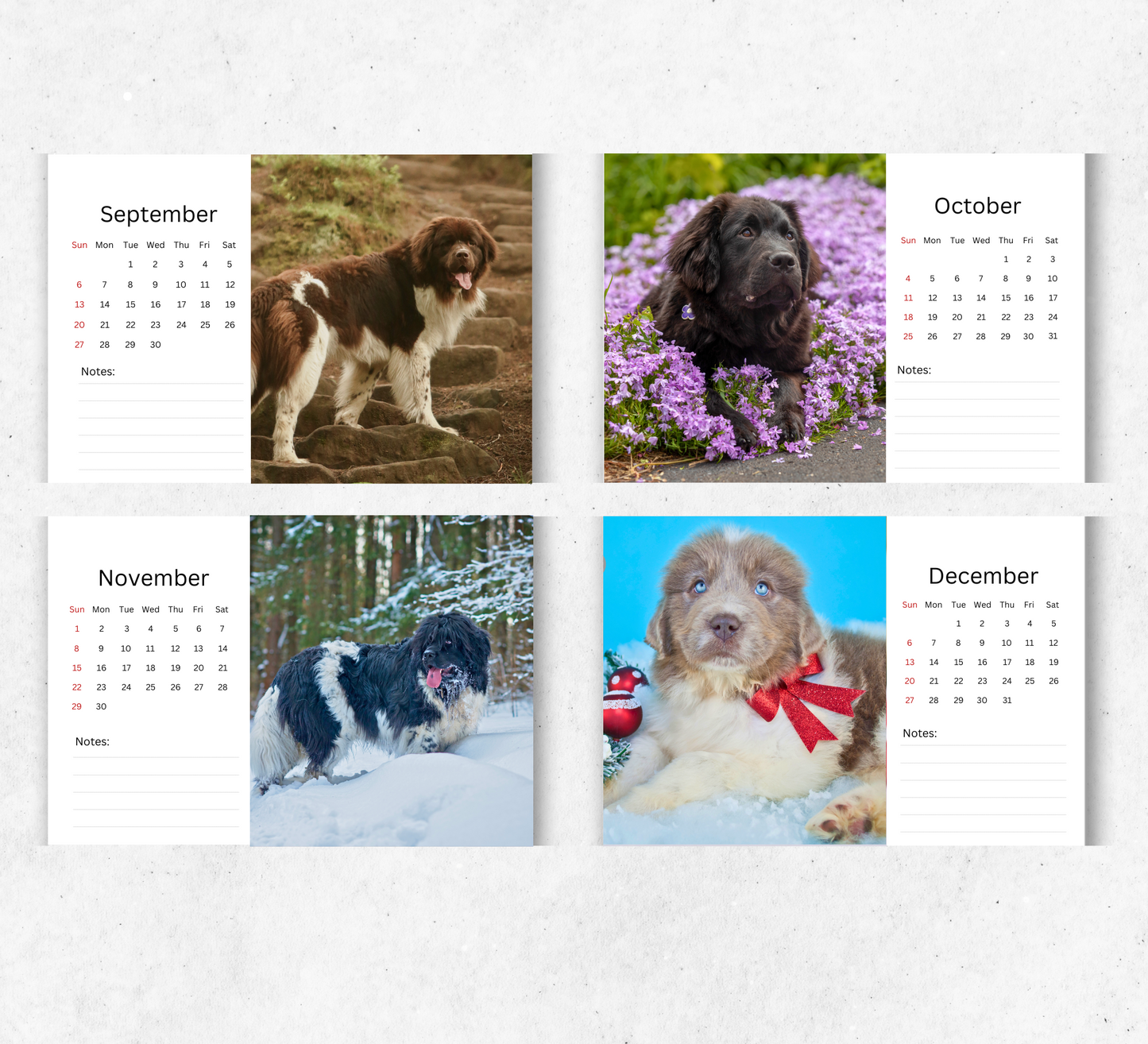 Newfoundland Desk Calendar 2026-2027