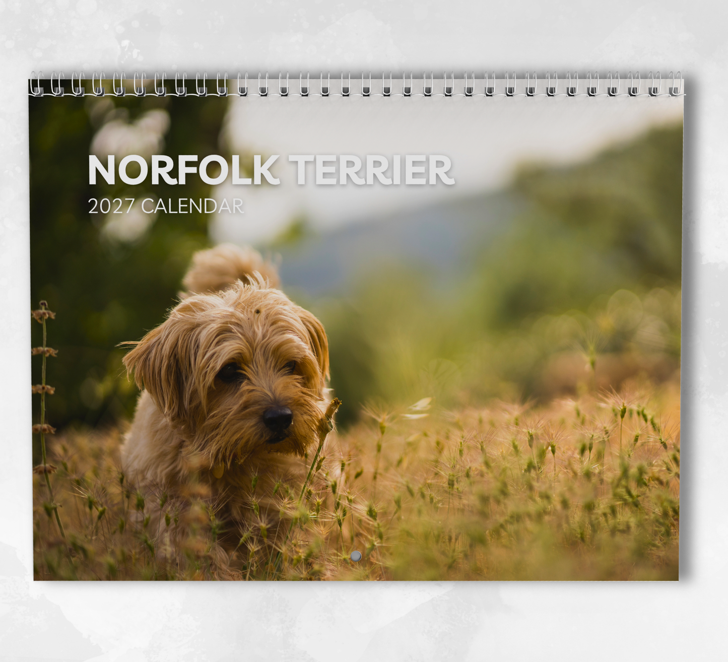 Norfolk Terrier Calendar 2027
