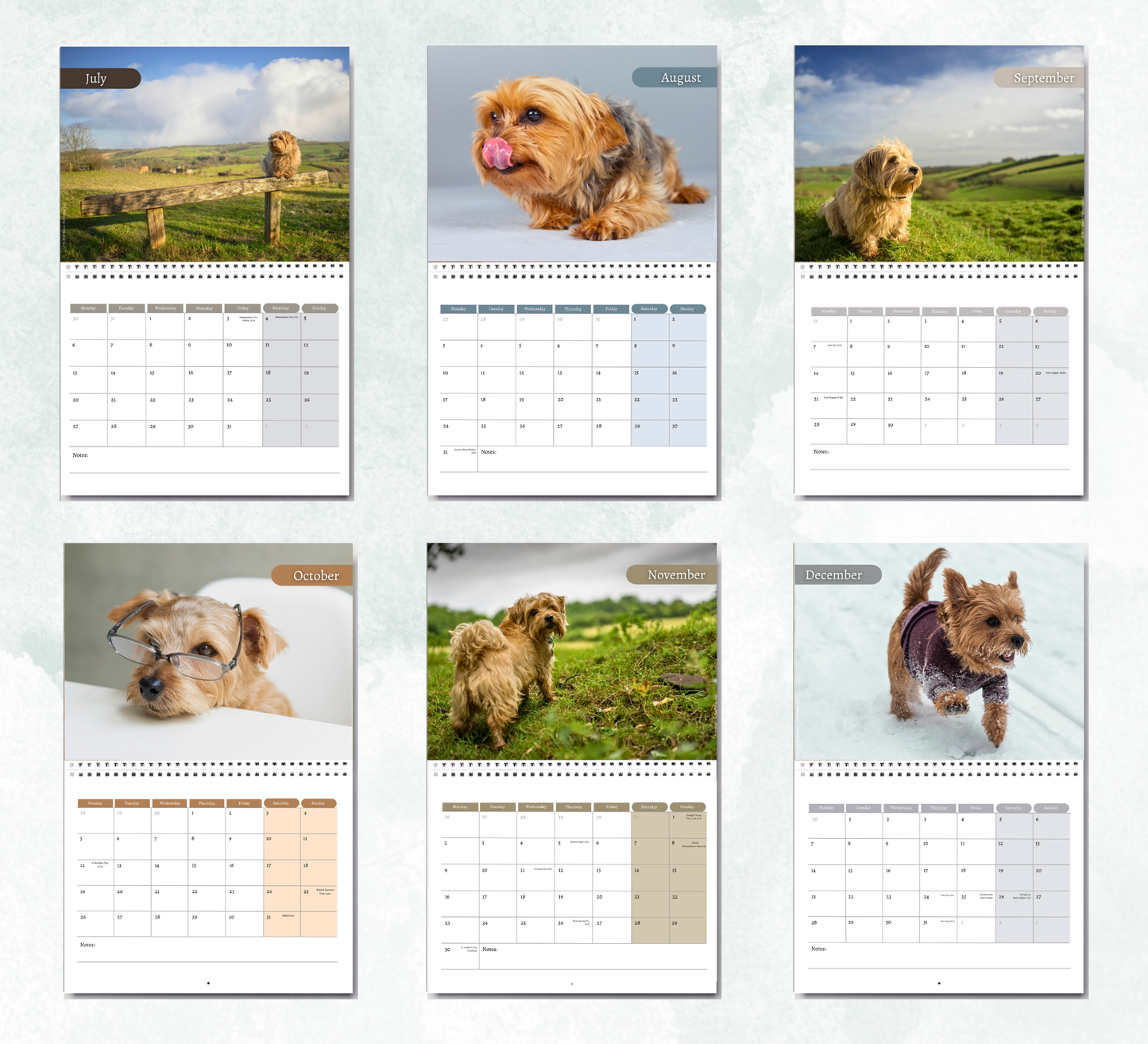 Norfolk Terrier Calendar 2027
