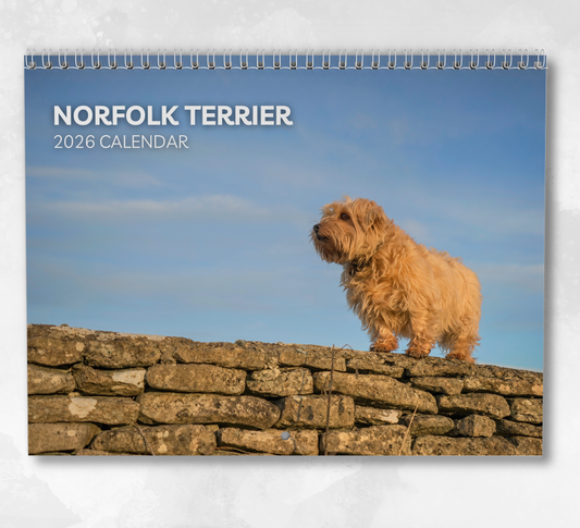 Norfolk Terrier Calendar 2026