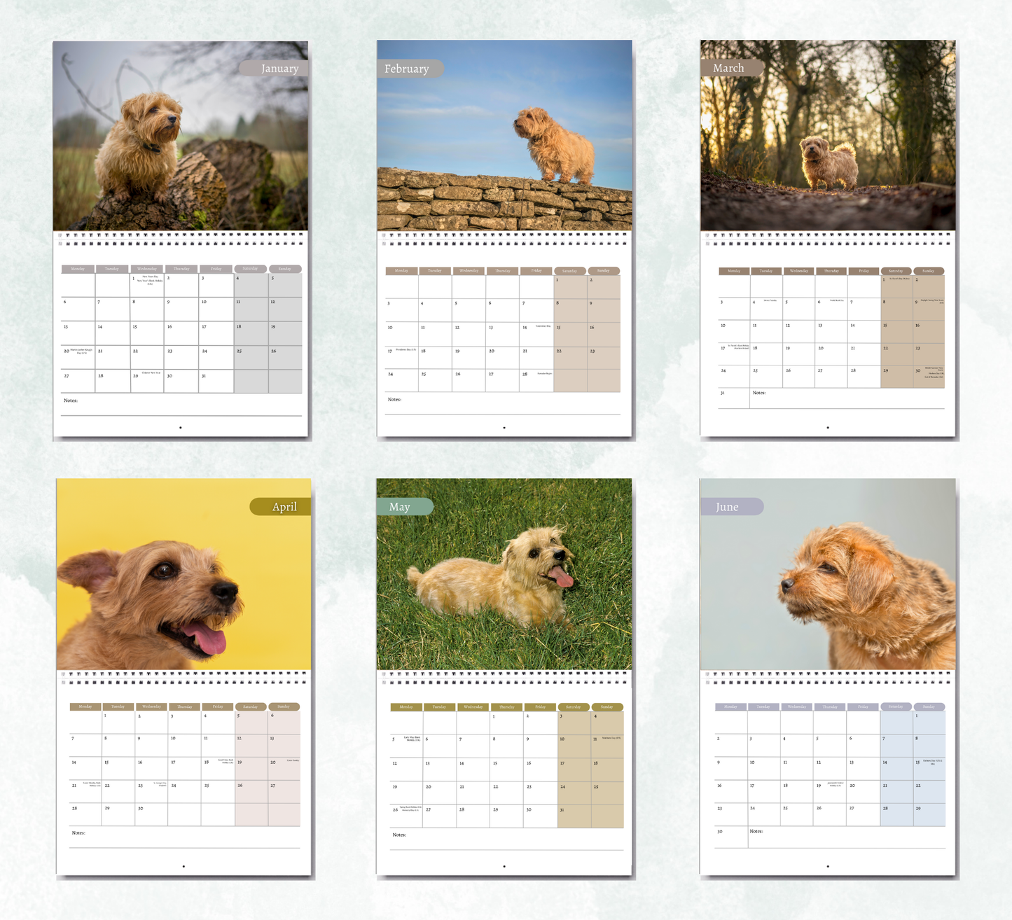 Norfolk Terrier Calendar 2026